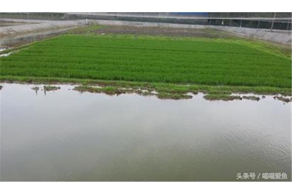 稻田养泥鳅田梗设计图,稻田泥鳅养殖
