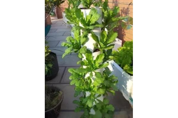 塑料管道可种菜吗? 自制pvc管种菜设计图