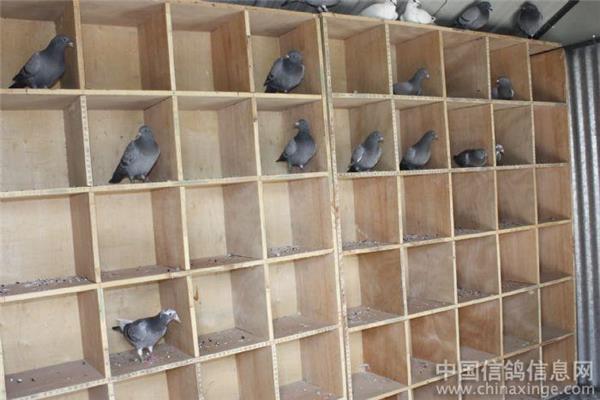 赛鸽巢箱尺寸多大合适 自己做信鸽巢箱